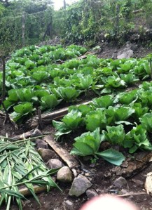 CFCA women's garden project